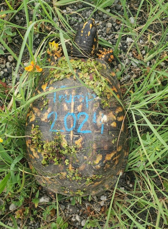 TrashyPPL's tweet image. Putting graffiti on animals to spread your ideals