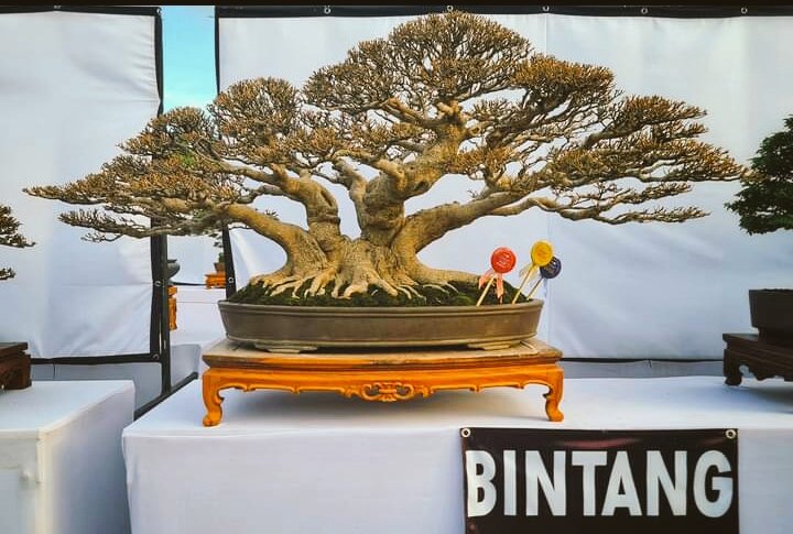 Bonsai Kimeng (Ficus Microcarpa) 

#inspirasibonsai
#Bonsai
#Bonsaikimeng
#bonsaificus
#ficusmicrocarpa
#BonsaiIndonesia
#BonsaiTropis