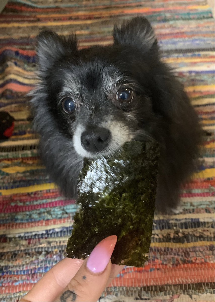 Anyone else’s doggo love seaweed? She’s crazy about it!✨💖🐼🌊🌿