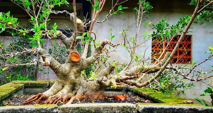 Process,, Cut and Grow
Bonsai Kimeng (Ficus Microcarpa) 

#inspirasibonsai
#Bonsai
#Bonsaikimeng
#bonsaificus
#ficusmicrocarpa
#BonsaiIndonesia
#BonsaiTropis