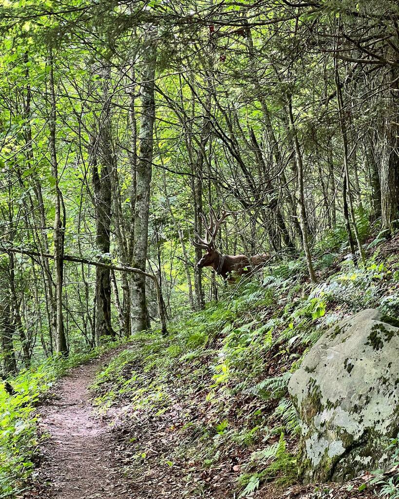 JeremyLandt's tweet photo. By no means do I recommend viewing wildlife up close, but sometimes when you make a turn in the trail you’re standing face to face with a bull elk (or 2) that have intention of moving out of the way, but overall a nice 10 mile hike full of animals and go… https://t.co/VzXpt3Zvd6 https://t.co/geDbX9mtu5