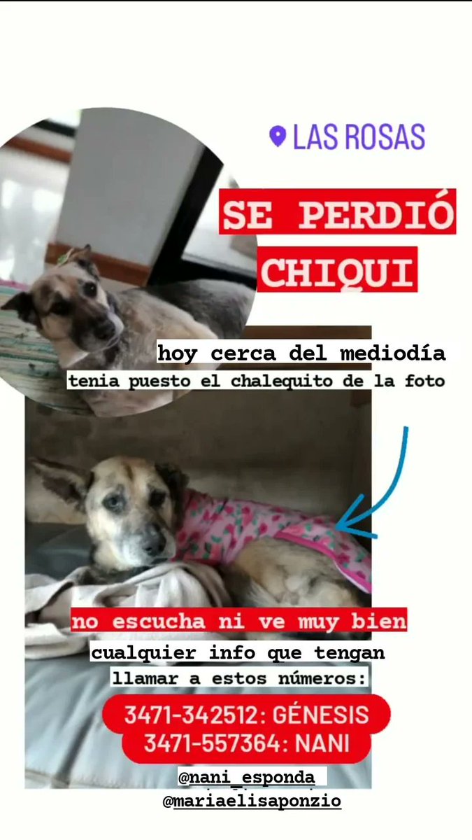 Geneeee11's tweet photo. Hoy se perdió Chiqui, es mi perrita. Ya está grande y no ve ni escucha muy bien. Si alguien sabe algo, porfa comuníquese con los números que figuran en la foto!
Gracias 💗 https://t.co/qcWKqXI8sZ