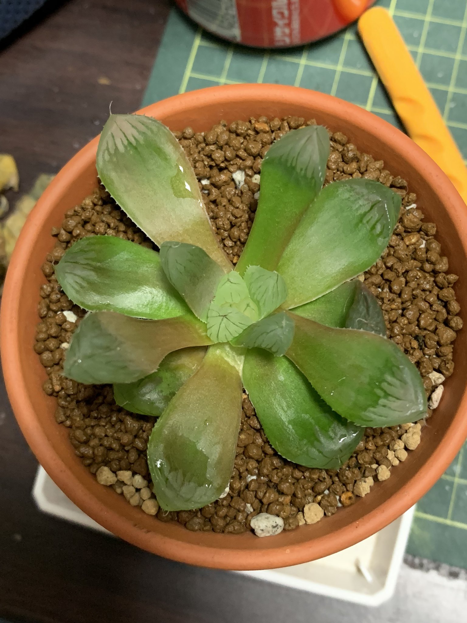 تويتر みのみの على تويتر ダイソー出身ハオルチア ちょっと葉焼け気味 ちょっと移動します ハオルチア T Co Vq8xmxa2ub