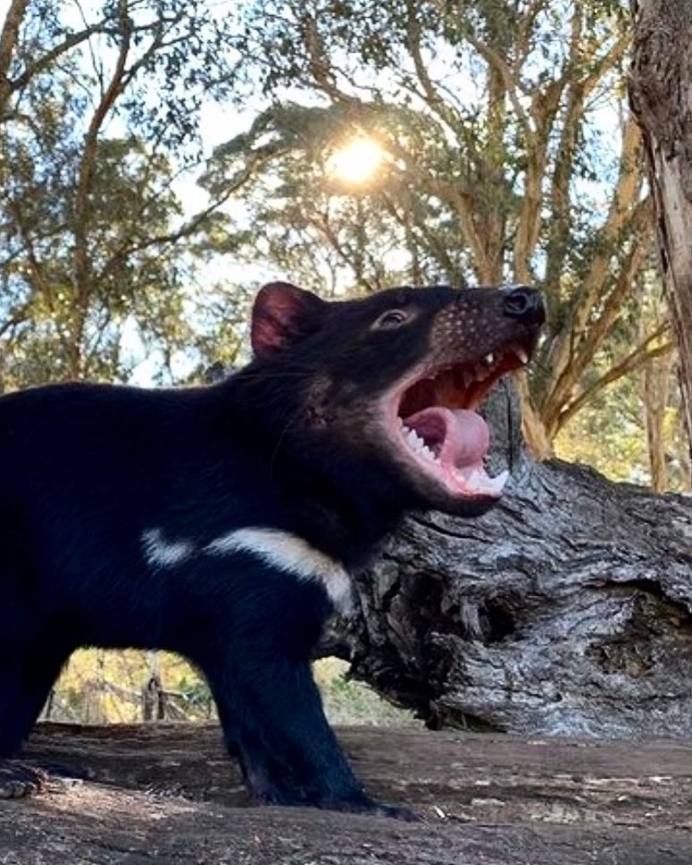 NAIDOC Week! The theme is #GetUpStandUpShowUp! We have the long-term, sustainable management of Country that ATSI cultures have implemented across #Australia to thank for the many surviving ecosystems our wildlife relies on. Thank you to Elders past, present and emerging 🖤💛❤️