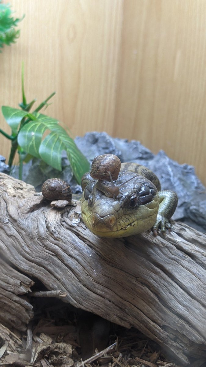 DrDunnart's tweet photo. I'm lizard-sitting Walter π¦ at the moment. Gave him some snails for lunch and walked back into the room to find this example of peak evolutionary fitness π«£π
#survival #survivalofthefittest #reptiles #captive #herps #reptiles #snail #petsoflatrobe #bluetongue @FansonKerry https://t.co/ABdDk02asL