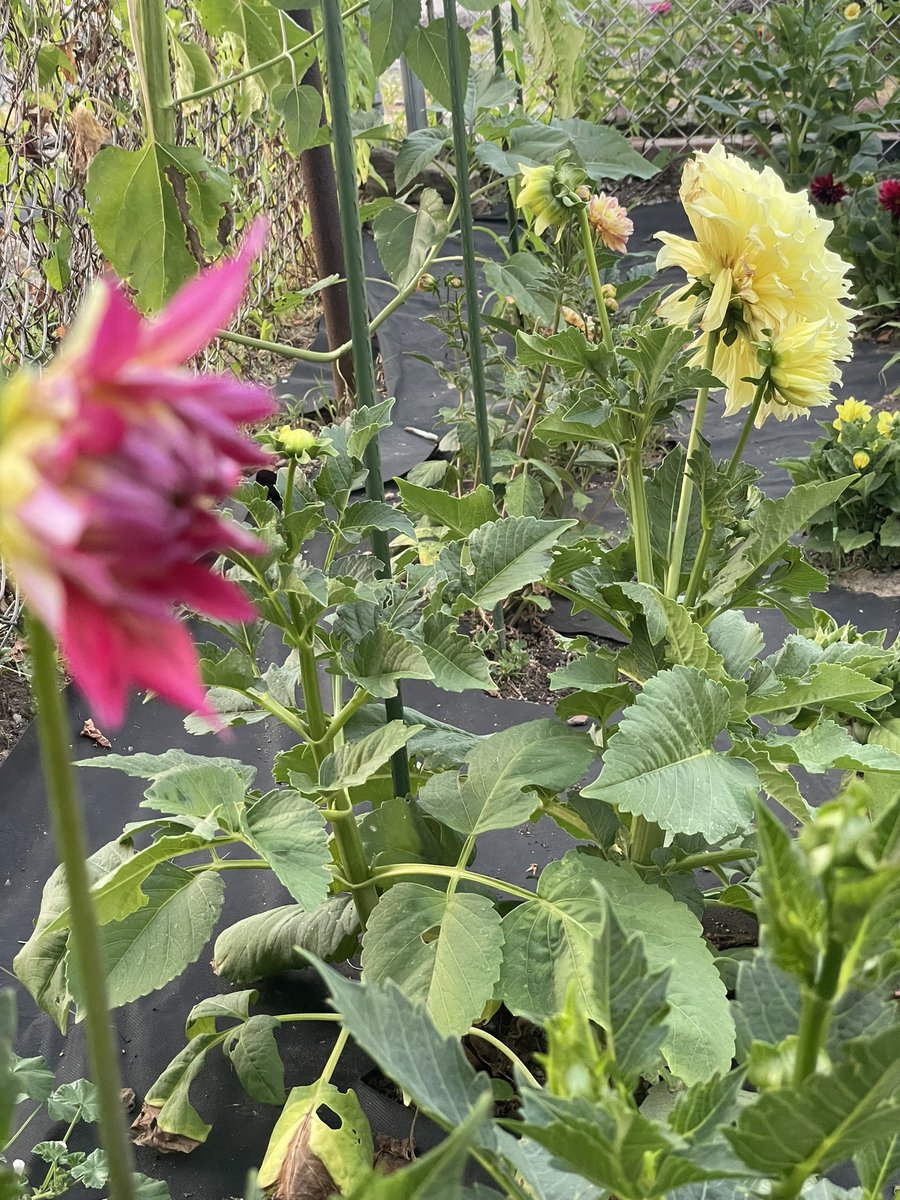 My daily walks in the garden AKA my therapy!🌻
￼￼Every day there’s more and more!
#VincentRugani #SeedsToLife #Journeyofaseed