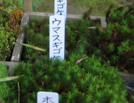@EMON51983792 食べた人がいる･･･？ 