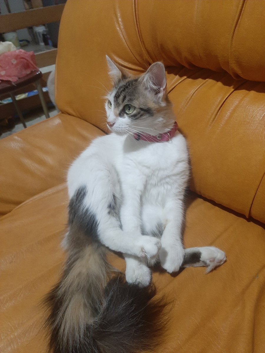 Cieloquintero95's tweet photo. #Princesamia🥰🐱 Viendo películas 🎥 https://t.co/IOEo2B0BdU