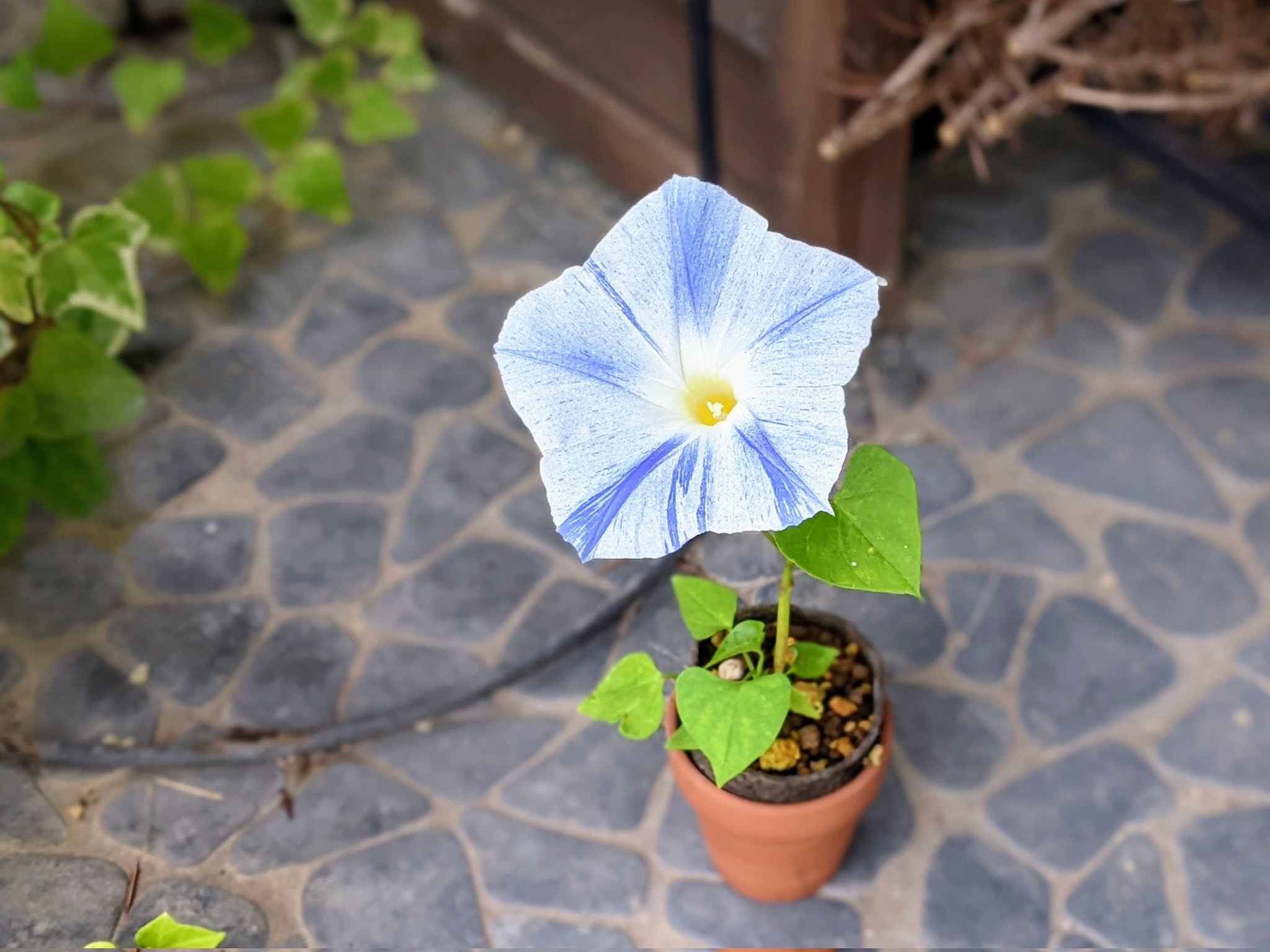 Kubitaoru 西洋朝顔のフライングソーサーが咲きました 本来花の時期は通常のアサガオより遅い9月頃ですが苗床で少ない土で放置していたため成熟が早くなり開花したと思われます かわいそうなので地植えか大きい鉢に移植してやろうと思います 花写真