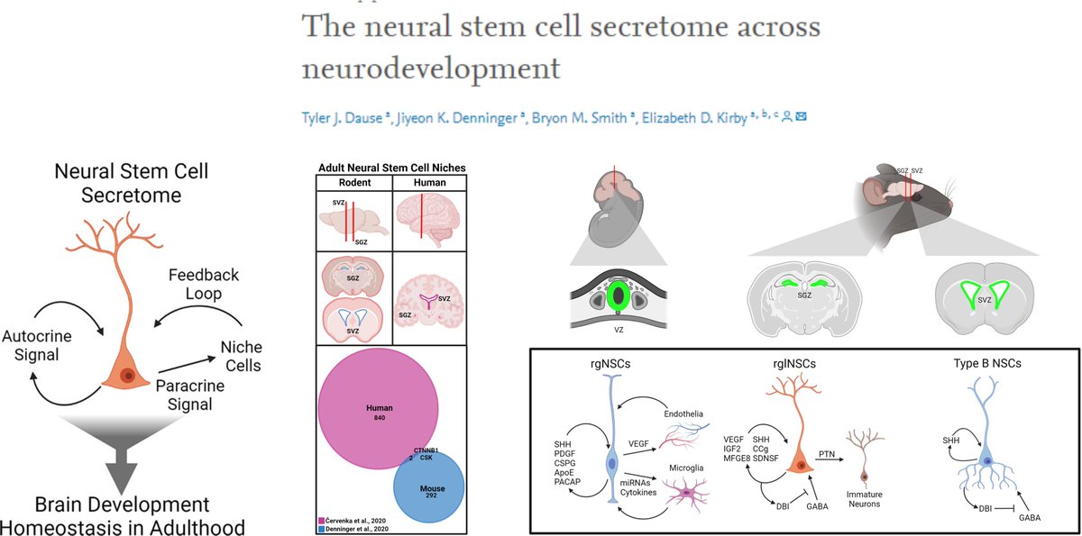 HaoYin20's tweet image. The #NeuralStemCell secretome across neurodevelopment

Embryonic/juvenile/adult

Region(Cortex/DG/Hippocampus/SVZ...)-dependent

Autocrine
Paracrine
Soluble factors+EV packing microRNAs

From🐭to human

Dr. Elizabeth Kirby lab Exp Neurol 2022 @THEKirbyLab
sciencedirect.com/science/articl…