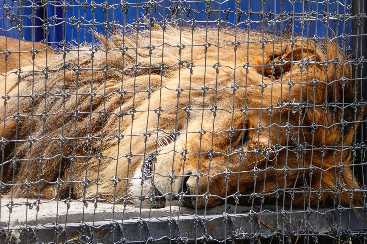 🚨Este 5 de julio, el Santuario Black Jaguar- White Tiger fue asegurado por la policía de CDMX. Más de 150 felinos serán evaluados por veterinarios para después reubicarlos. 

Pero funcionarios de CDMX figuran como directivos y asesores de dicha fundación. 👀😵‍💫

👉Abrimos hilo 🧵