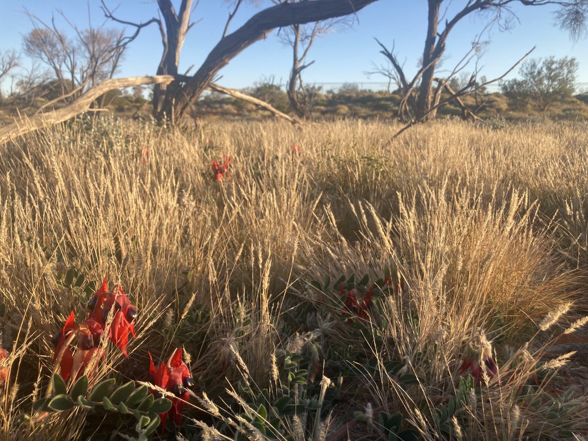 KatherineTuft's tweet image. It’s such a good season that you can barely see the ground at ⁦@AridRecovery!⁩ Oh, and the Sturt desert peas are out ❤️❤️❤️