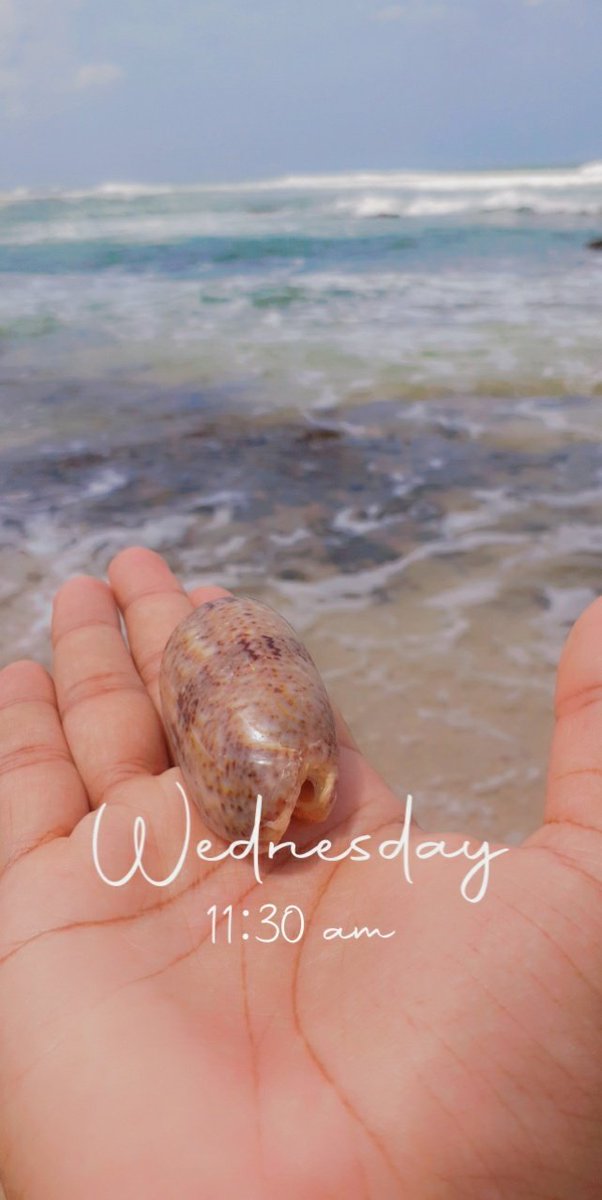 AshInura's tweet photo. Not your typical wednesdays. Star of today's shell hunt #beachdiaries https://t.co/RXS4pqONNk