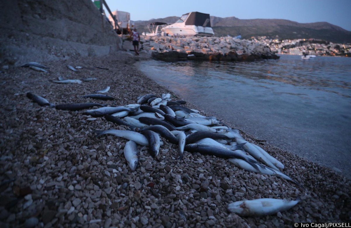 PIXSELL's tweet photo. U Stobreču pomor ribe zbog povišene temperature mora i nedostatka kisika 🐟

📸Ivo Čagalj/PIXSELL
#riba #fishes #pomor #ecology #temperatura #caosvima #visokatemperatura #kisik #stobrec https://t.co/AnxCfwD1YU