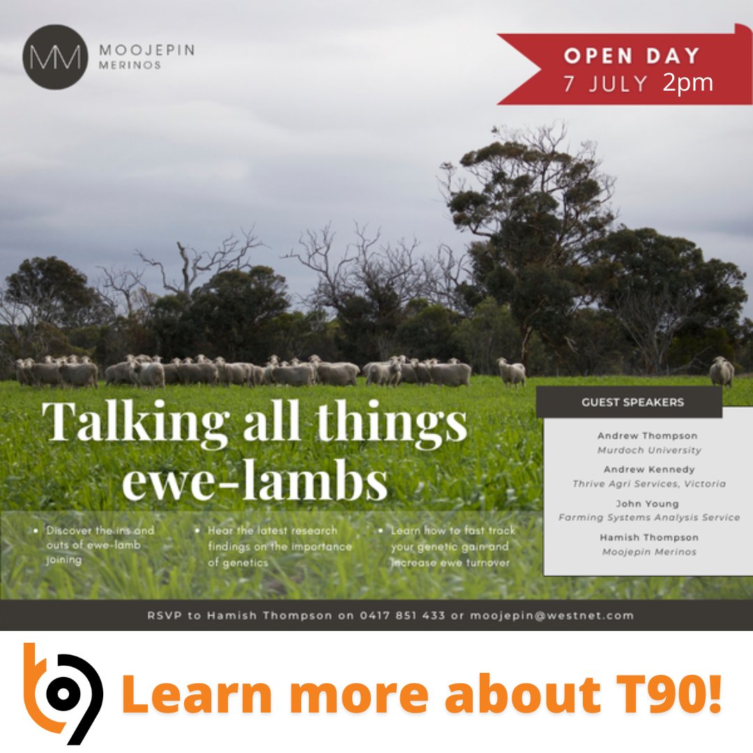 Towards 90 (@t90program) on Twitter photo ATTENTION: WA Sheep Producers
OPPORTUNITY TO LEARN MORE ABOUT T90❗
👉Thursday 7 July, 2pm, Moojepin Merinos, Coyrecup, WA.
Join us TOMORROW at the <a href="/MoojepinMerinos/">Moojepin Merinos</a> open day with a focus on Ewe Lambs and ask us all about the T90 Program. ATTENTION: WA Sheep Producers
OPPORTUNITY TO LEARN MORE ABOUT T90❗
👉Thursday 7 July, 2pm, Moojepin Merinos, Coyrecup, WA.
Join us TOMORROW at the <a href="/MoojepinMerinos/">Moojepin Merinos</a> open day with a focus on Ewe Lambs and ask us all about the T90 Program.