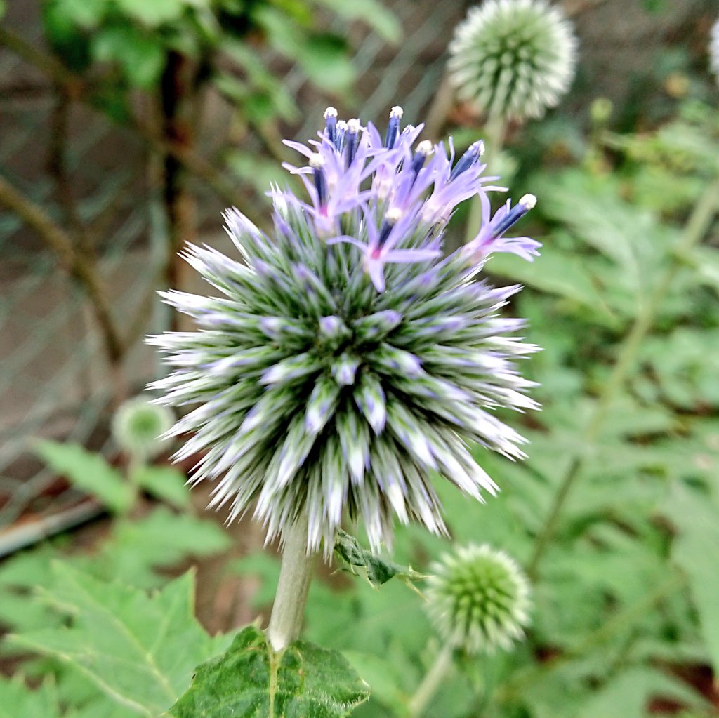 ルリダマアザミ Twitter Search Twitter