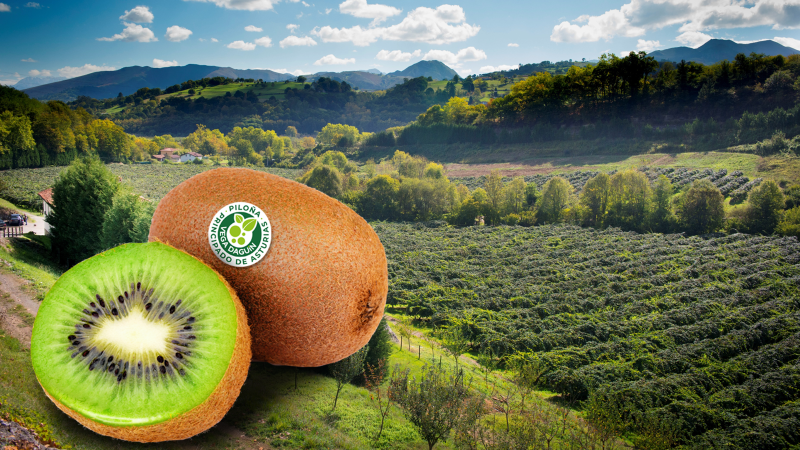 vegadeaguin's tweet photo. Kiwi 100% asturiano!!
La ubicación de nuestra plantación en el centro oriente de #Asturias, la abundancia de agua de los ríos #Borines y #Piloña, y su orientación sur, favorecen que nuestro #kiwi tenga un sabor único. #kiwiasturiano #alimentosdelparaisonatural https://t.co/aaaPpVggSU