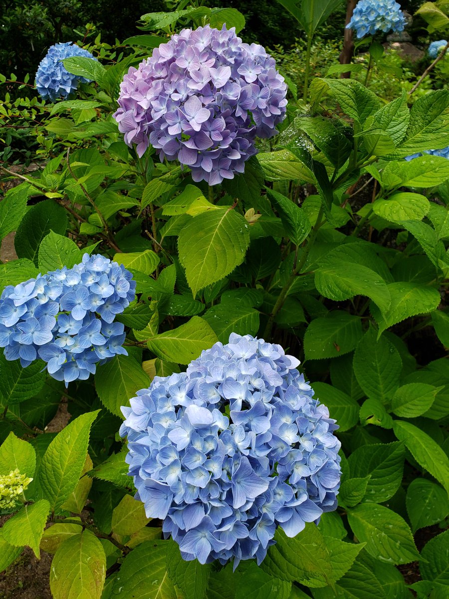 bluebee_s's tweet photo. 先月の写真ですが…作業に行った先で、休憩時間に📸
色々な種類の紫陽花が綺麗に咲いていました✨　#紫陽花 https://t.co/DDu0kDXX8S