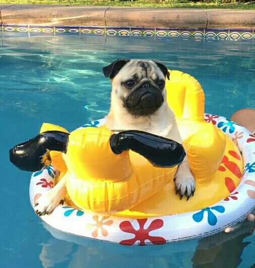 Olson_DipDog's tweet photo. ¡Buenos días! #FelizMiercoles https://t.co/H6XfXVtfBE