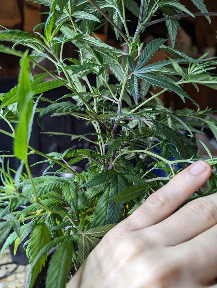 TempleGrower's tweet photo. @shaan__kapoor @marijuanacomau @breeder_steve Yep, welcome to my CBD Charlotte's Angel.. 😅. I've not noticed any decrease in vigor as of yet (5th gen of clones). But yeah, a branch from *every* node. Literally. Such is the Way of the #MonsterCrop. I don't know if you can really tell from these pics.. quite unruly! 🧌🌱 https://t.co/YLIdT8epdb