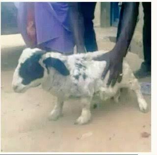 de_excel5's tweet image. Abeg I dey find this ram 😹5days now          If you help me see am 5M🥵Rollez by name