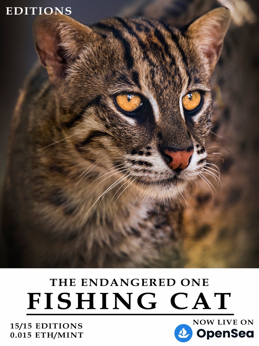 madhurnangia.eth on Twitter "RT arijitmondal1 "The Endangered One