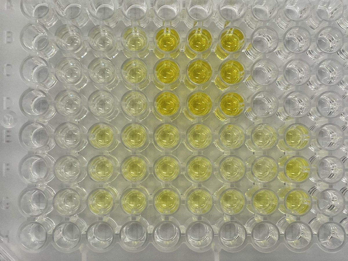 TTCbio's tweet photo. 今日の2年生は?
酵素学実習!
ドットブロット
ウエスタンブロット
ELISAで
βガラクトシダーゼを検出できました!
明日から試験
ギリギリまで実験頑張りました💮
#SDSPAGE
#NONSDS
#ウエスタンブロット
#ドットブロット
#ELISA https://t.co/fm6pMsivkZ