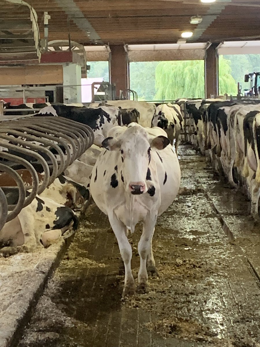 90 point dairy strength on this 87pt 3 year old doorman wonder why 🤔 has a 10E excellent cow in the pedigree too! #havingfun