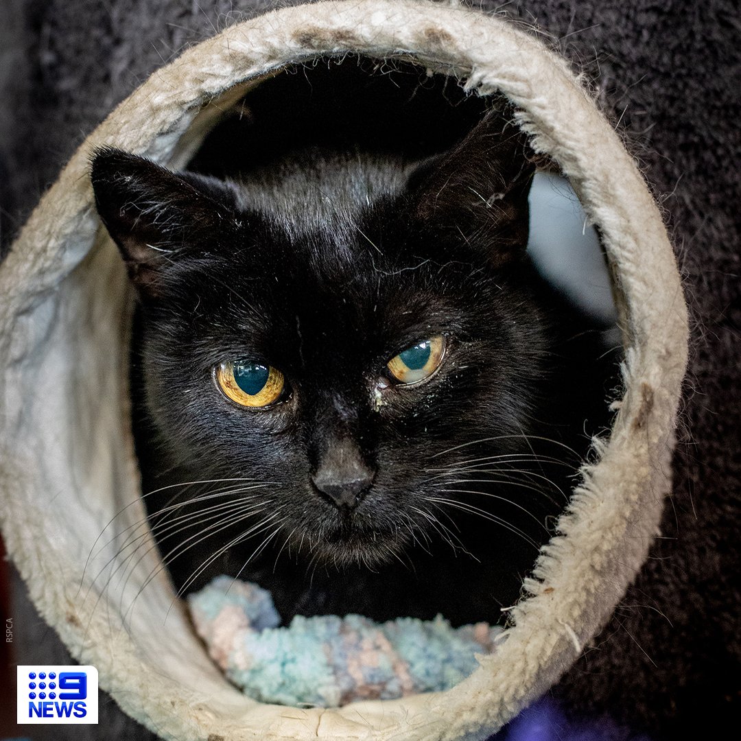 9News Adelaide tweet media