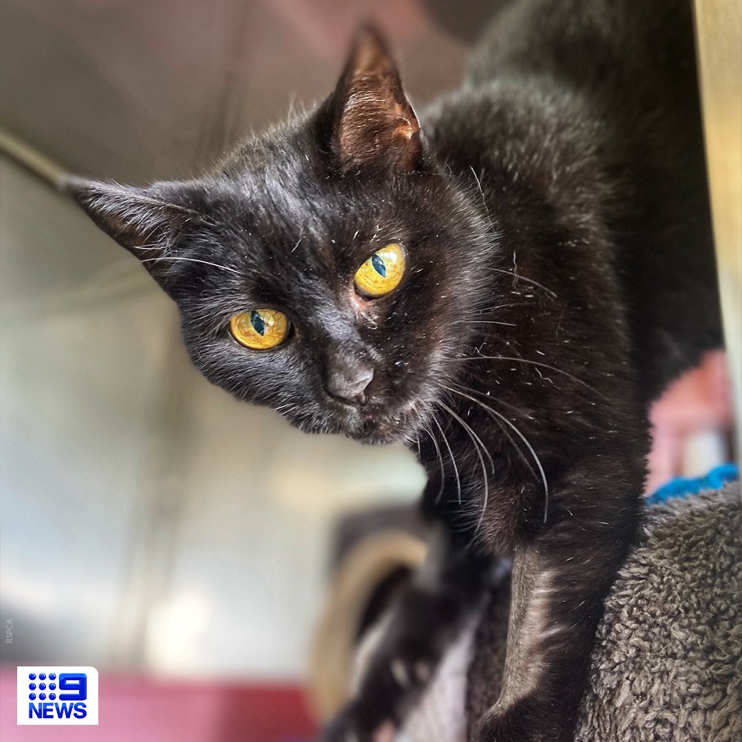 9News Adelaide tweet media