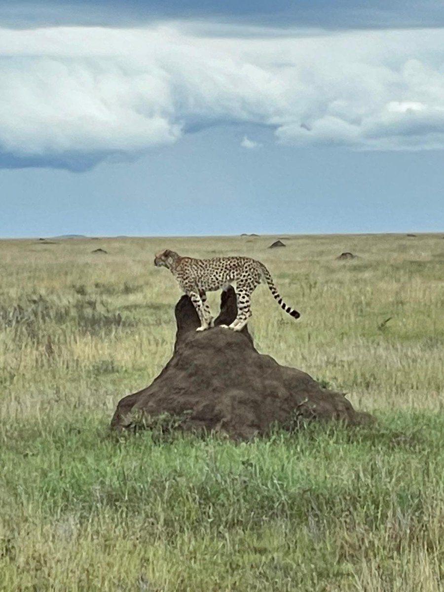 Dweller of an endless plain of Serengeti National Park Tanzania. 
Cheetah prefers to use vantage points like termites mound to scan their hunting species