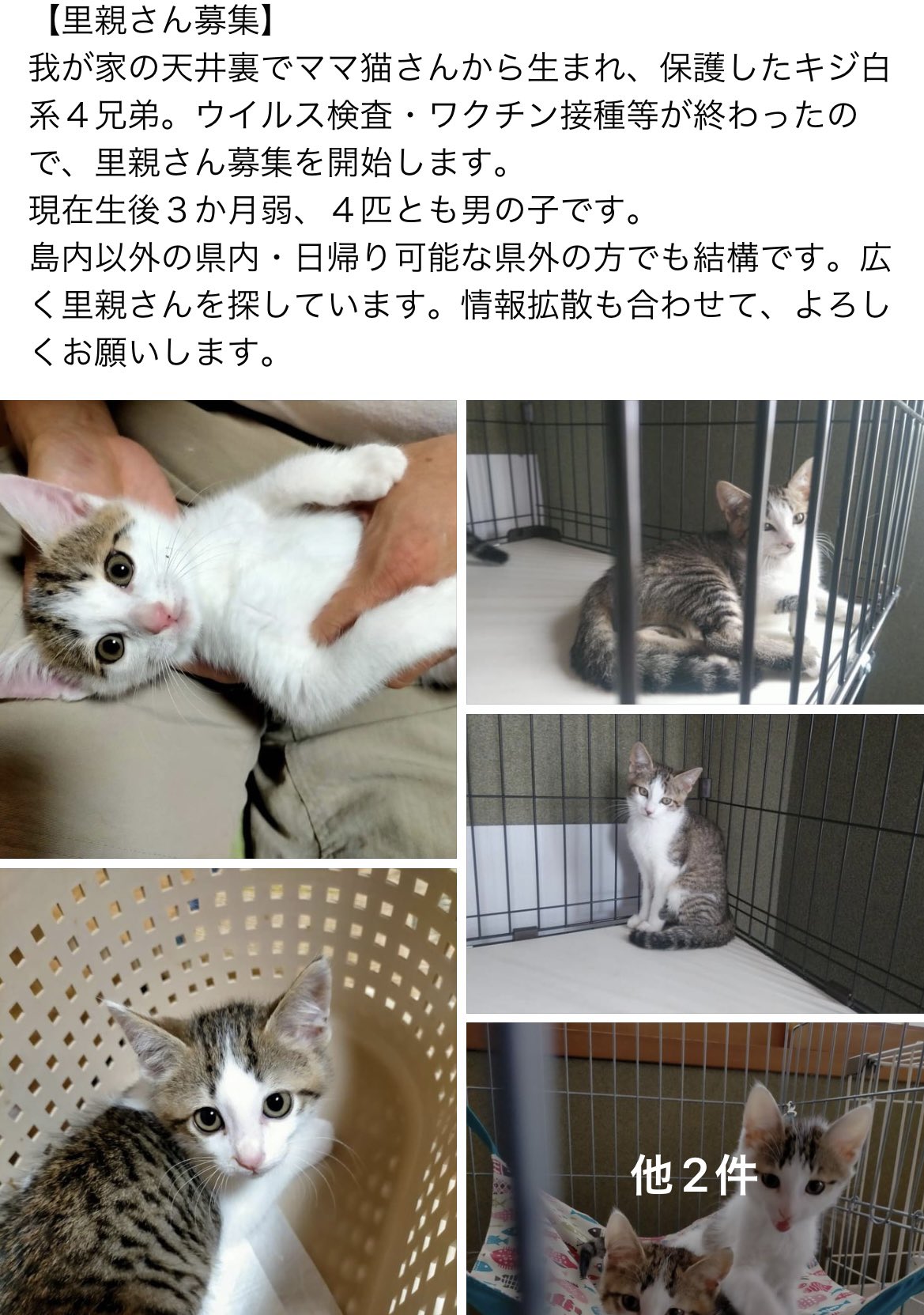 ねこカフェ肉灸 香川県 高松市 猫カフェ Nikukyu0703 Twitter