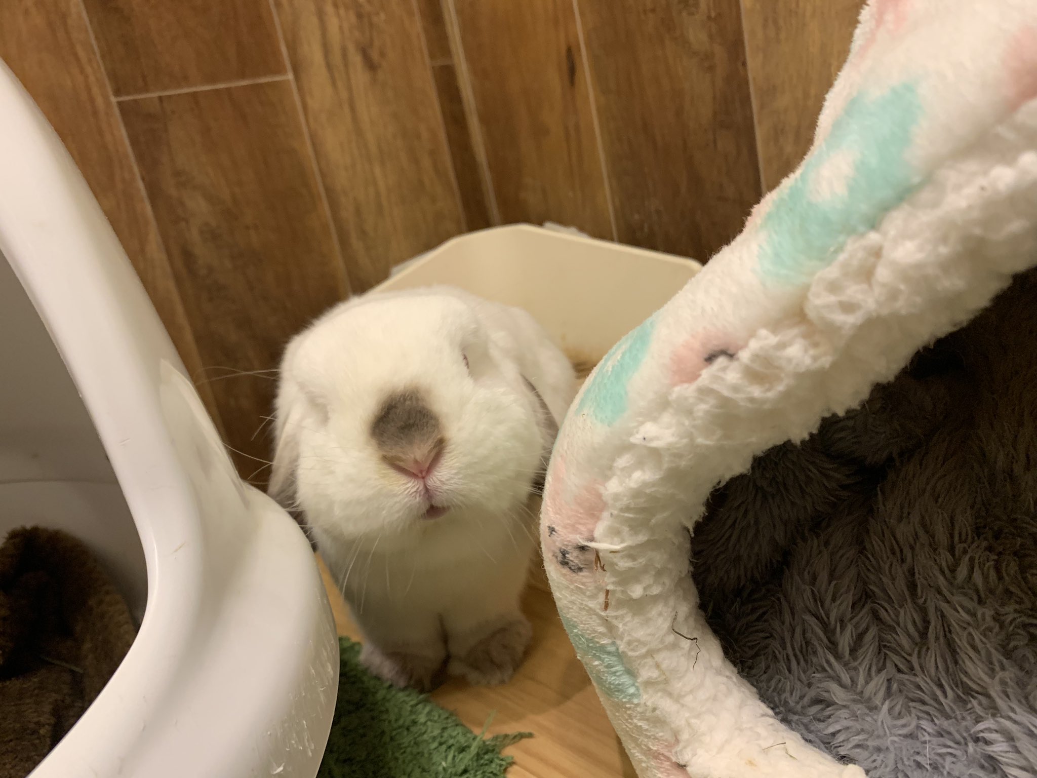 うさぎカフェ もふれる Moff Rell Twitter