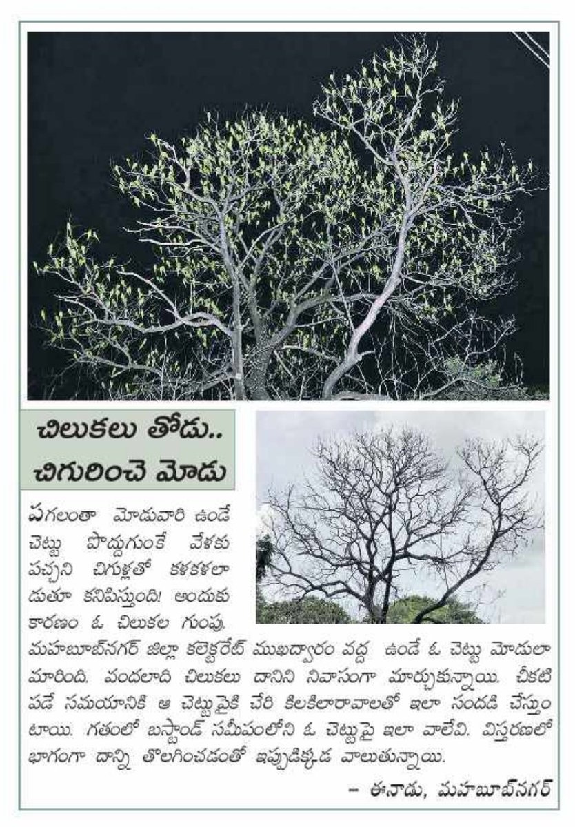 HarithaHaram's tweet image. #ImportanceOfTrees 
#ParrotLove
#Biodiversity

@TelanganaCMO 
@KTRTRS 
@IKReddyAllola 
@VSrinivasGoud 
@SingireddyTRS 
@MPsantoshtrs 
@SmitaSabharwal 
@Collector_MBNR 
@HiHyderabad 
@swachhhyd 
@Eenadu_Newspapr