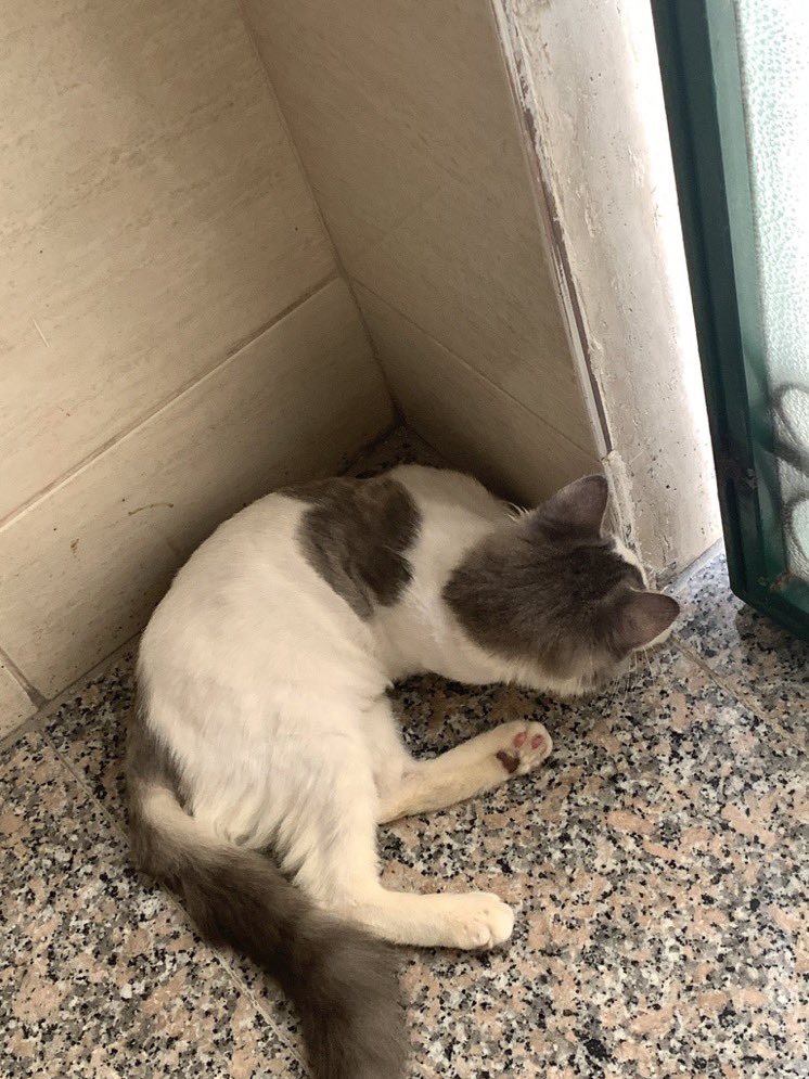 Cat people 🐈 tweet media