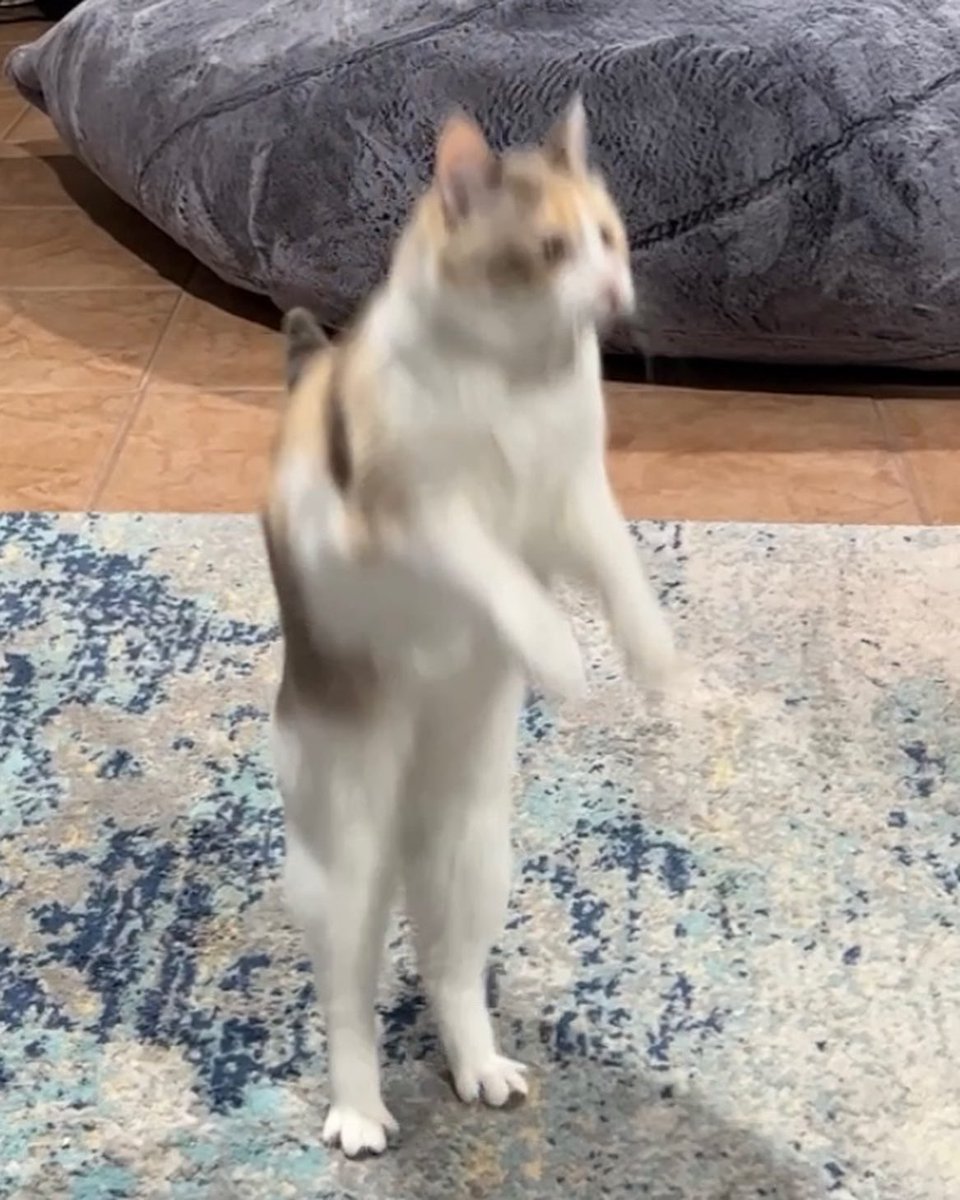 fatfatpankocat's tweet photo. Standing 🥰 https://t.co/rD1q39Kus8