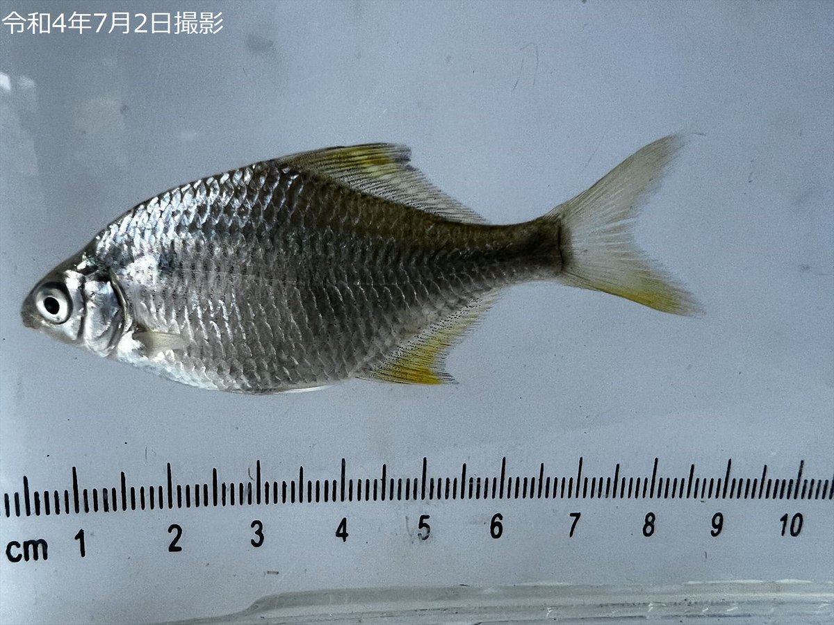 先週の7月1日～2日に実施した #淀川 の #城北ワンド における魚類調査にて、#イタセンパラ が確認されました。調査の結果、昨年同時期と同じ程度の個体数が確認されました。このまま元気に成長して、無事産卵期を迎えてほしいです。 注）イタセンパラの無許可捕獲は法律で禁止されています 