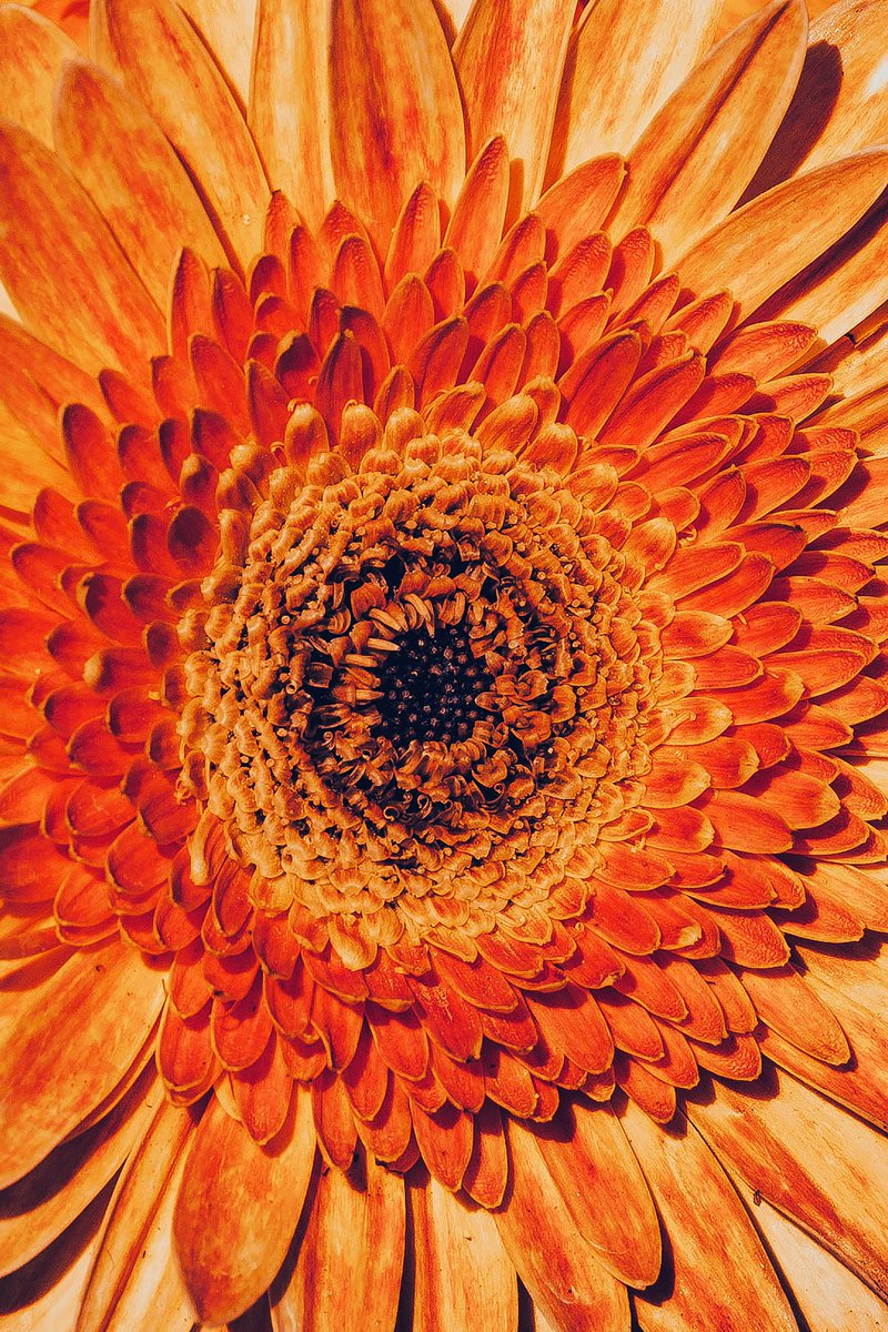 DJ_ThePhotog's tweet photo. Daisies.. #photography #printphotography #sonyalpha https://t.co/HmoR1QIMBp #digitalprint #photoprint #artgallery https://t.co/ZeqcCAA2Oi