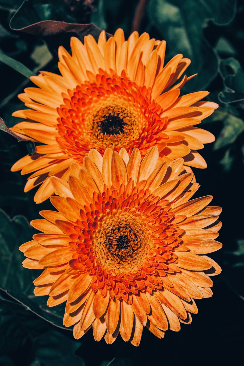 DJ_ThePhotog's tweet photo. Daisies.. #photography #printphotography #sonyalpha https://t.co/HmoR1QIMBp #digitalprint #photoprint #artgallery https://t.co/ZeqcCAA2Oi