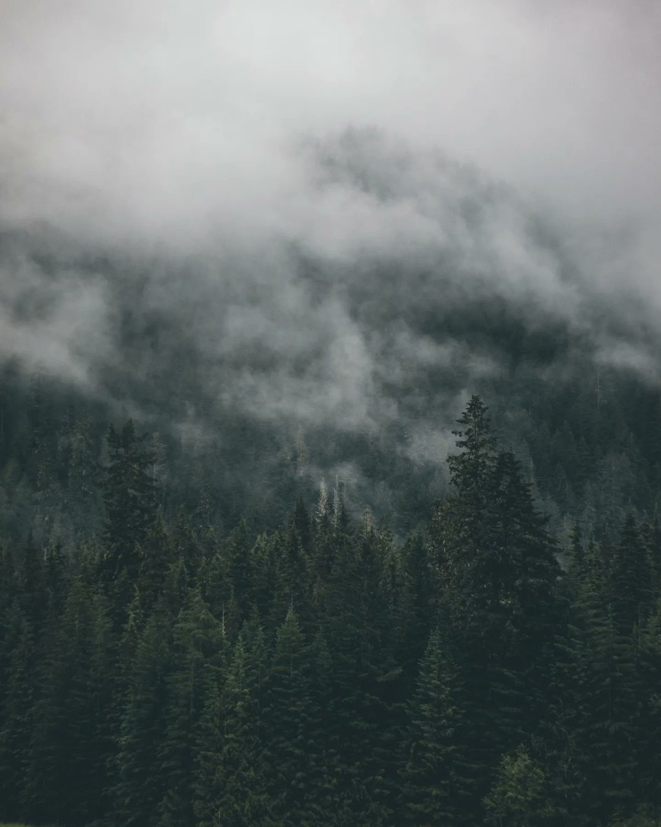 nykopotomas's tweet image. A very misty morning 🌲☁️ 

#photography #moodyphotography #moodyscenery #naturephotography #pnwonderland