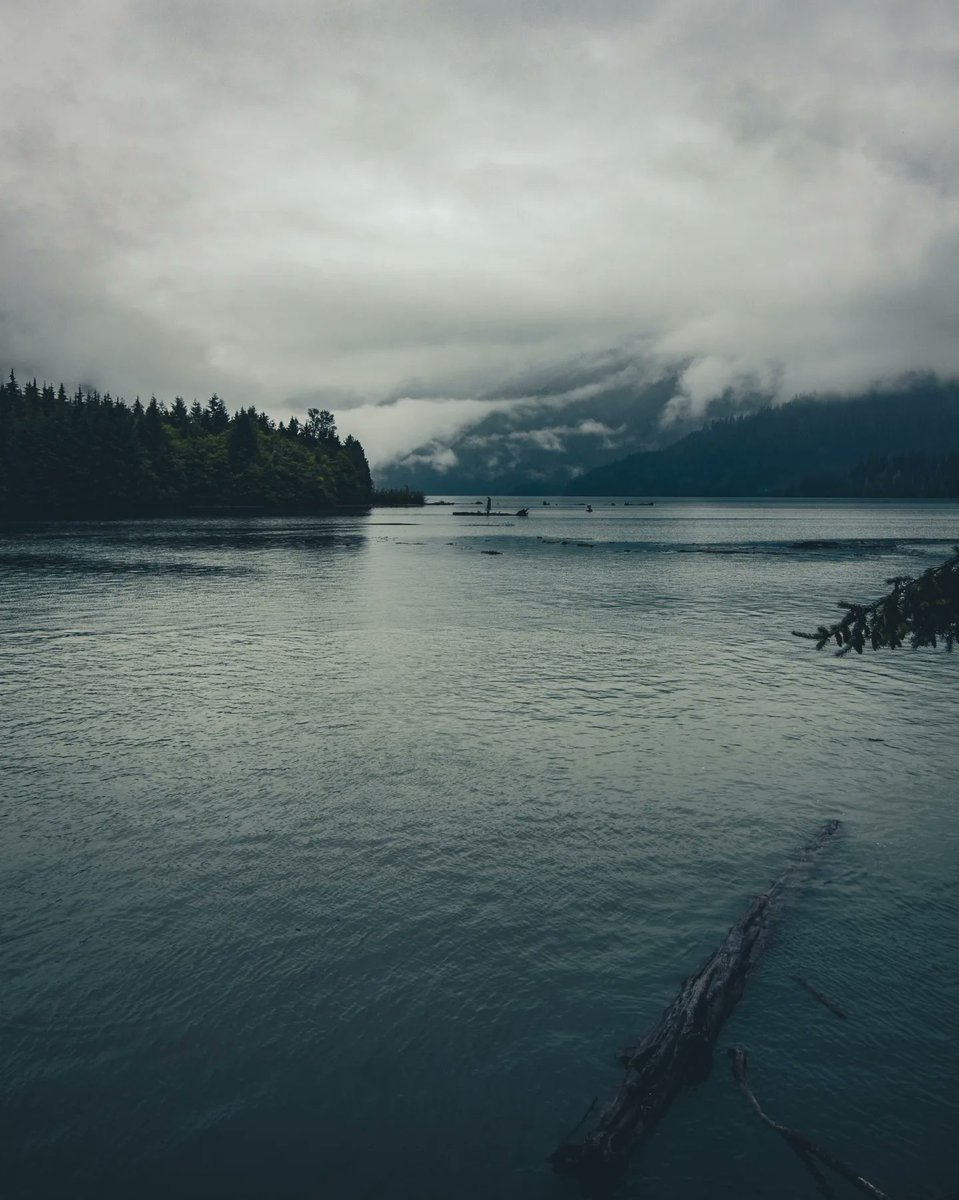 nykopotomas's tweet image. A very misty morning 🌲☁️ 

#photography #moodyphotography #moodyscenery #naturephotography #pnwonderland