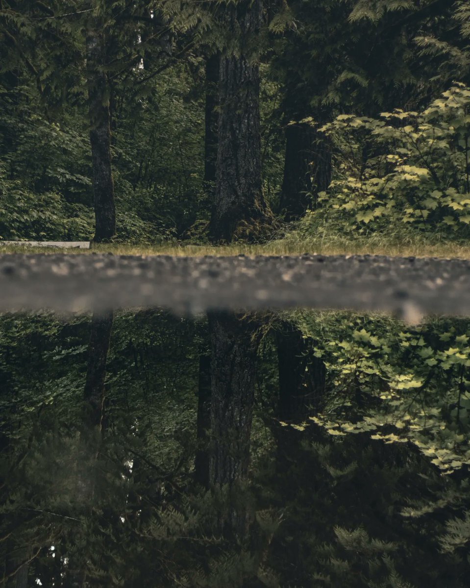 nykopotomas's tweet image. A very misty morning 🌲☁️ 

#photography #moodyphotography #moodyscenery #naturephotography #pnwonderland