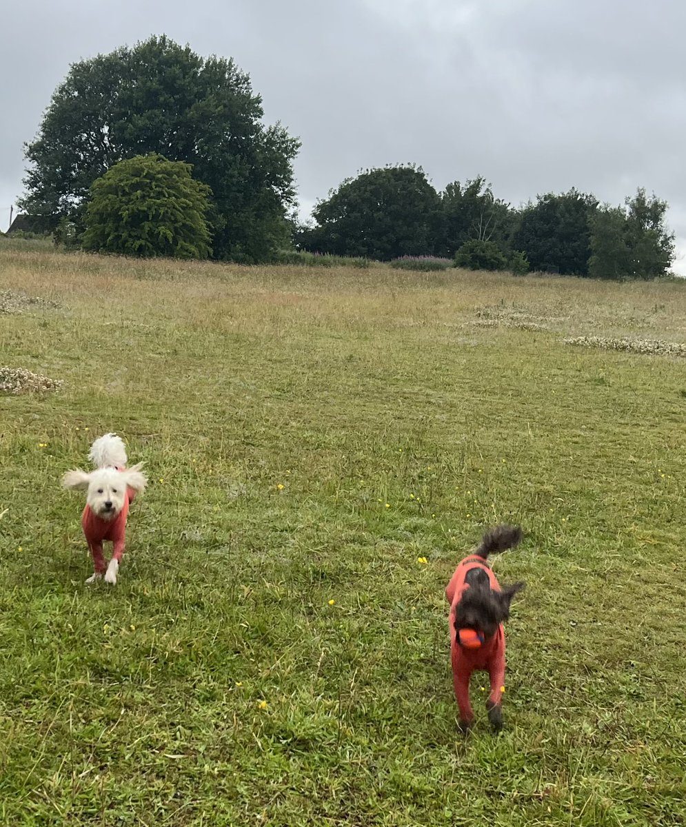 nettyastley's tweet photo. Always the way donโt take Mr Canon and see the deer ๐๐. We have a new sign though ๐ณ๐พ #Gorsehall https://t.co/9MiQAQ47BJ