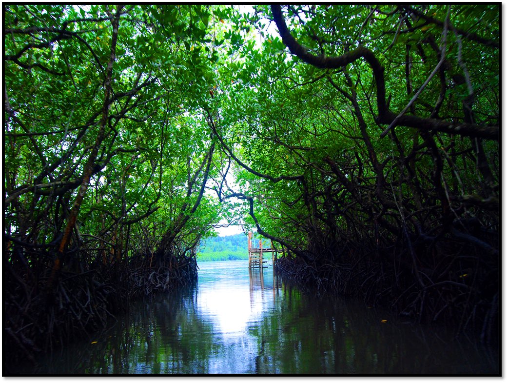 jitendra_narain's tweet photo. Mangrove Forest-Baratang
.

#astoundingandaman #andamanislands #andamannicobar #andamandiaries #islandlife #islandvibes #islandsofadventure #islandparadise #islandlove #natural #naturephotography #naturephoto #natureshots #naturewalk #natureonly #peace #nature #photography #green https://t.co/nm1i25ksl7