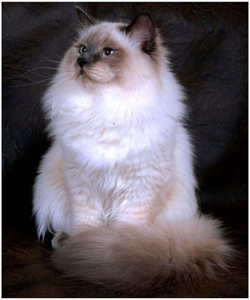 Персидская маскарадная кошка