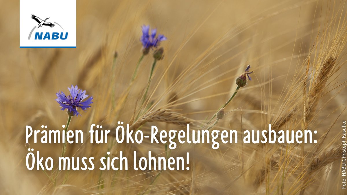 NABU_de's tweet photo. 🚜 Mehrere vielversprechende Öko-Regelungen dürften ihr Potenzial verfehlen, weil sie 
➡️ eine zu geringe finanzielle Ausstattung aufweisen o. 
➡️ nur einen kleinen Teil der lws. genutzten Fläche erfassen. Klar ist, dass wir attraktive Regelungen brauchen! https://t.co/eiGQuhdtxc https://t.co/pdrU3L28NZ