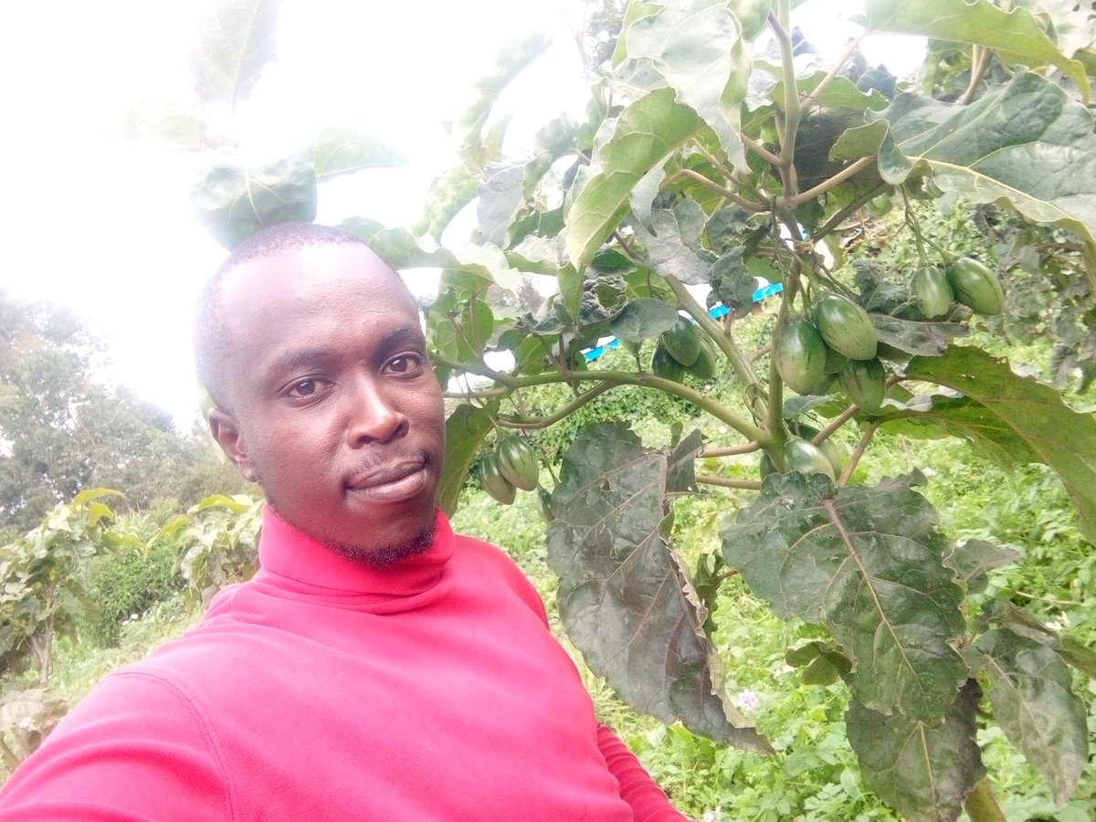 kenkamuiru's tweet photo. #Tamarillo or #treetomatoes.
Variety: red ortia
Maturity period; 6-8months
Production; 15-25 kgs per year.
Others- self-pollinating.
Farm price in kenya; 80ksh
Acrage ;1000 -1200 trees https://t.co/umfR0vx3OS