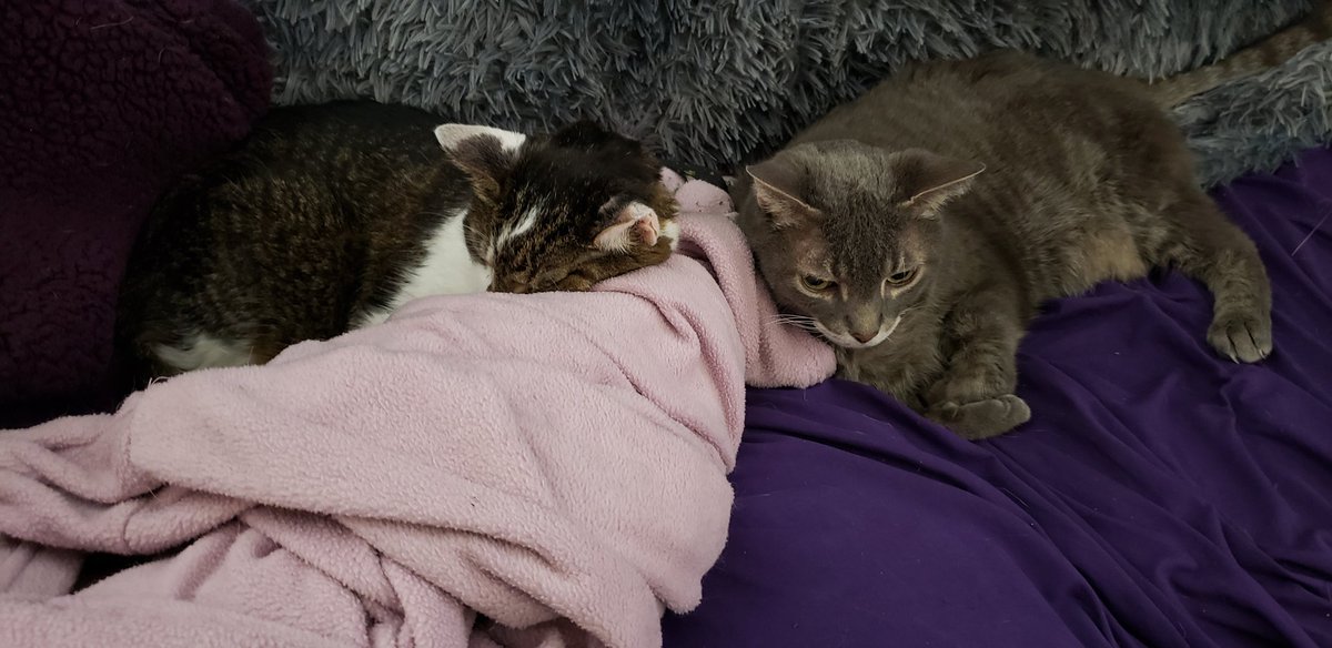 His bonded pair brother keeping watch with me. Not sure he'll make it through the night/morning until our appointment. 
Perhaps he's like my mother and wants to pass in his own home. 💔
Just slipping quietly away...