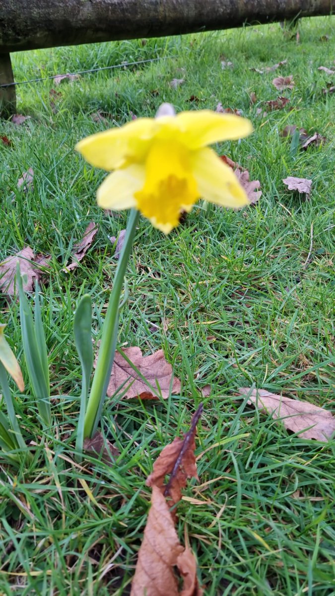 Tim_McCready's tweet image. Spotted, by my mum, in Cornwall Park.
It&apos;s happening. #springsoon #wrongthinginfocus