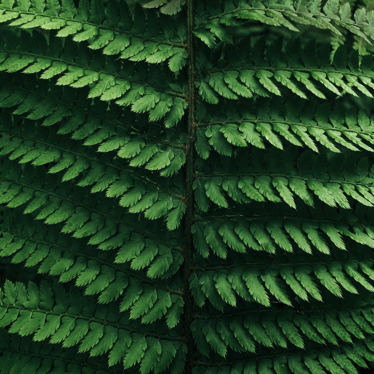 GM follow photographers, collectors and all that follow my journey! Thank you.... More ferny goodness 🌿